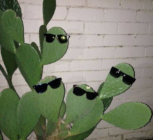 ID: A big cactus wearing a bunch of sunglasses