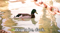 Animated gif: A duck in a pond. Caption: Way to be, duck.